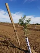 Almond Tree Stakes